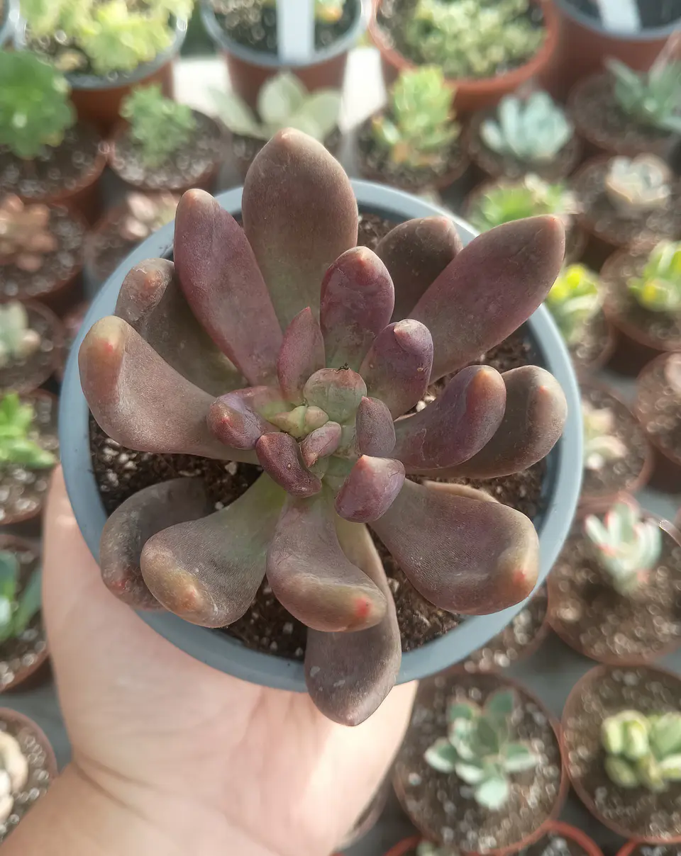 Pachyveria Royal Flush 2