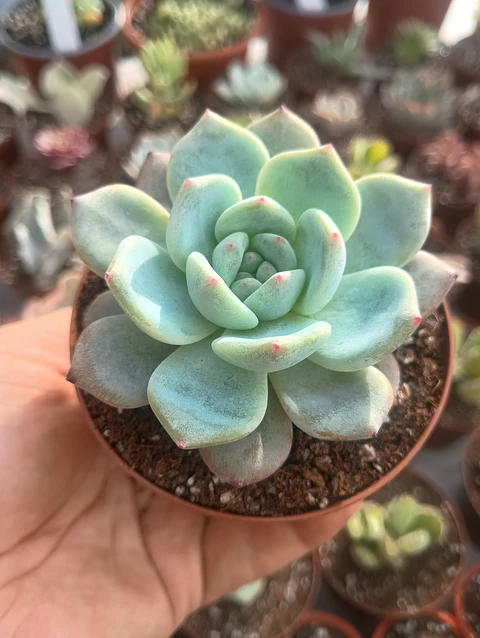 Echeveria Monroe