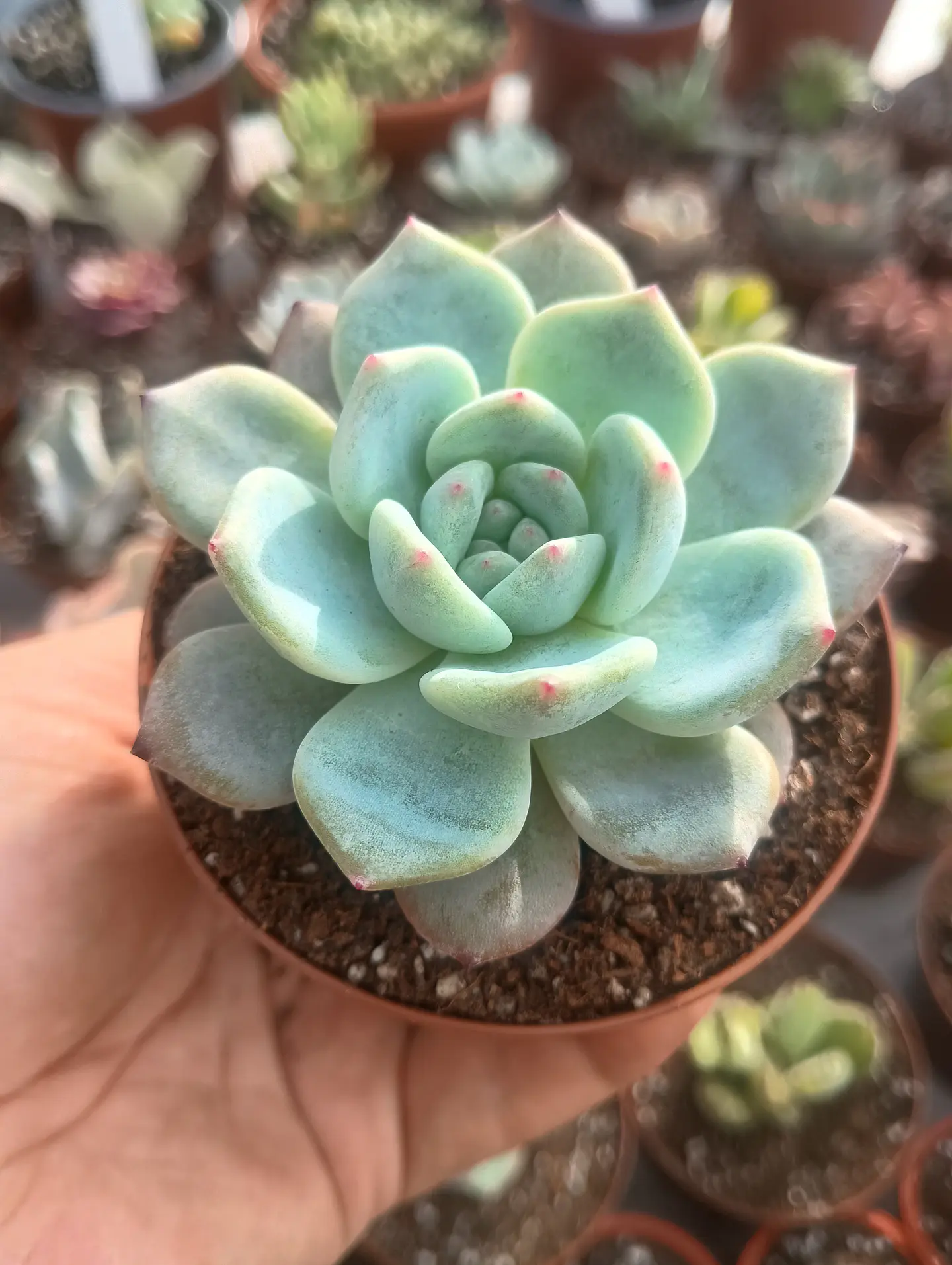 Echeveria Monroe 1