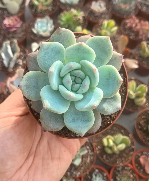 Echeveria Monroe