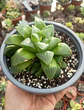 Haworthia Retusa - Miniatura 1