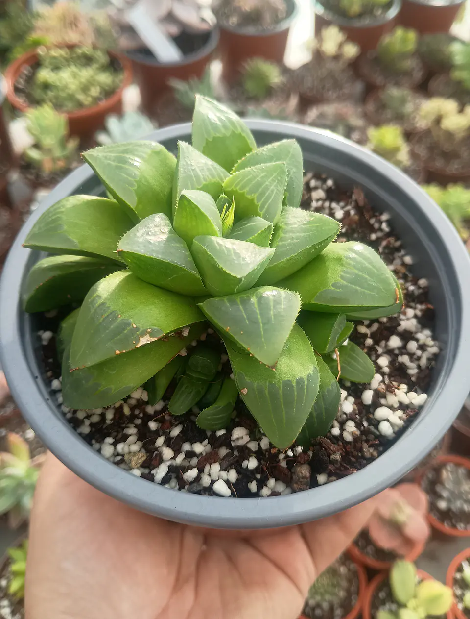 Haworthia Retusa 1
