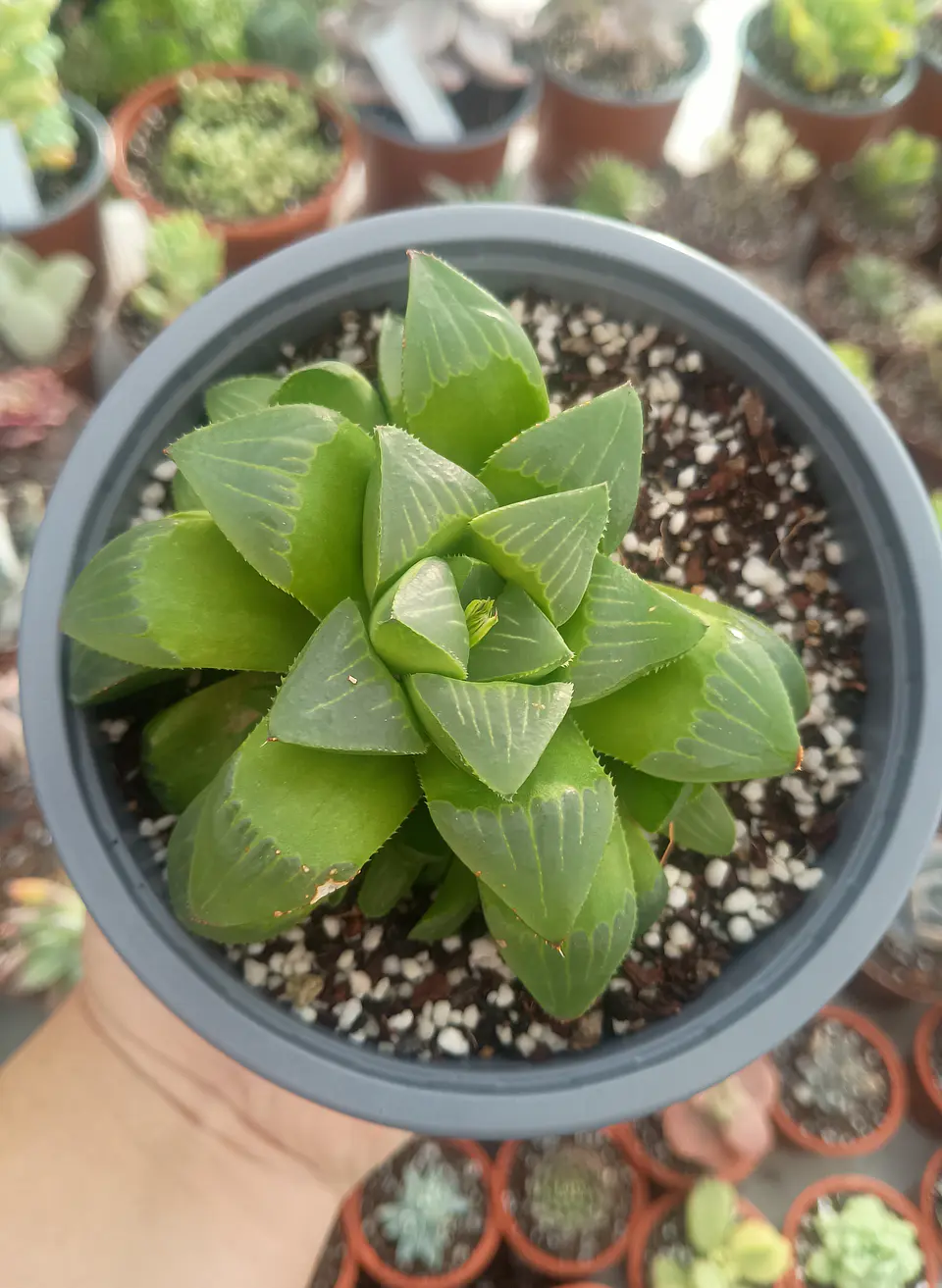 Haworthia Retusa 2