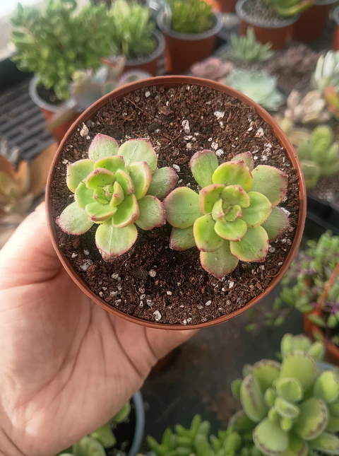Sedeveria leticia variegada doble