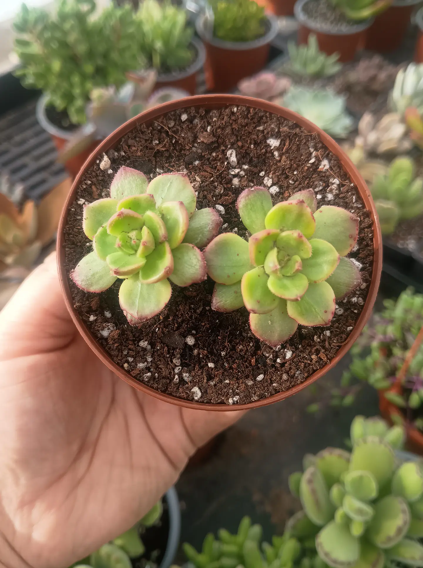 Sedeveria leticia variegada doble 1