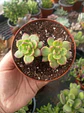Sedeveria leticia variegada doble - Miniatura 1