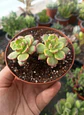 Sedeveria leticia variegada doble - Miniatura 2