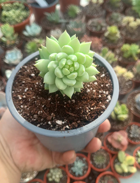 Sedeveria Harry Butterfield