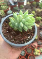 Sedeveria Harry Butterfield - Miniatura 2