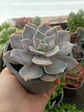 Echeveria Ceniza - Miniatura 1