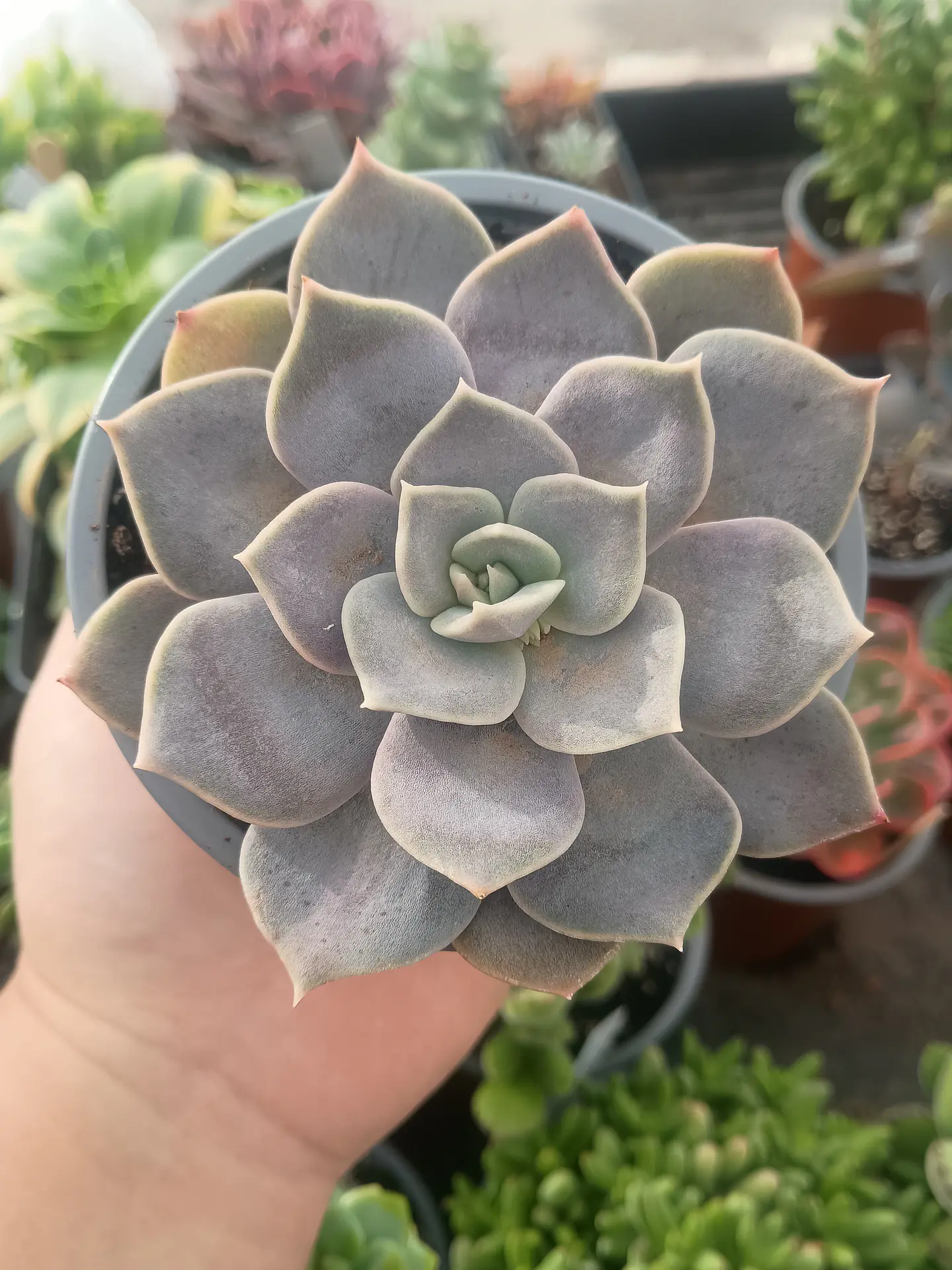 Echeveria Ceniza 2