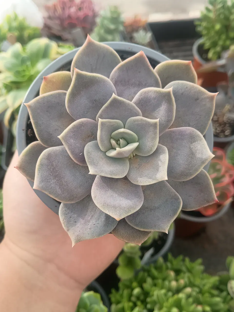 Echeveria Ceniza 2