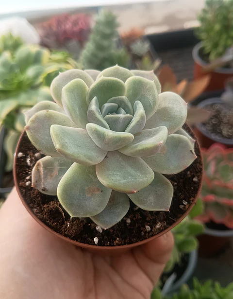 Echeveria Tiny Burger