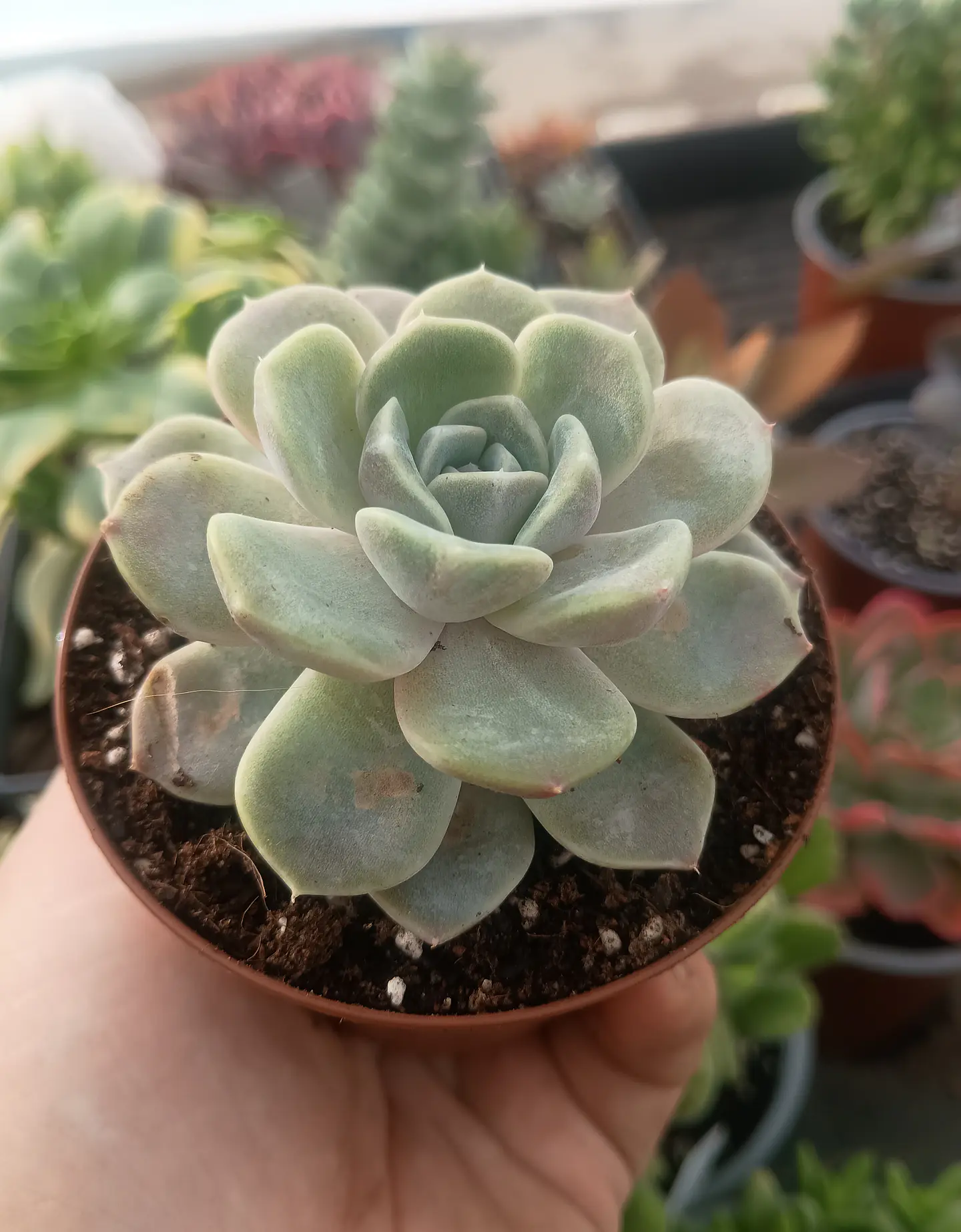 Echeveria Tiny Burger 1