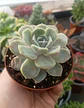 Echeveria Tiny Burger - Miniatura 1