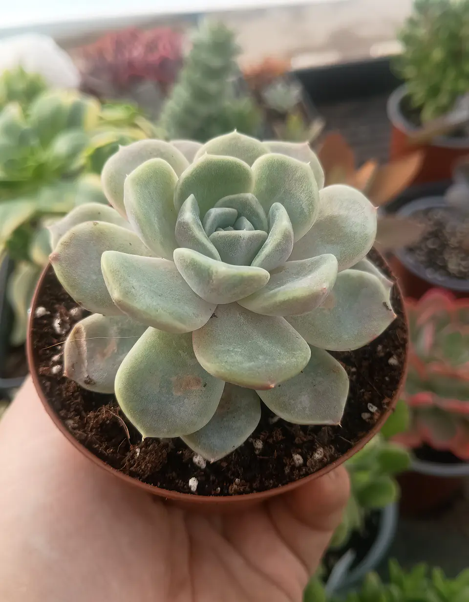 Echeveria Tiny Burger 1