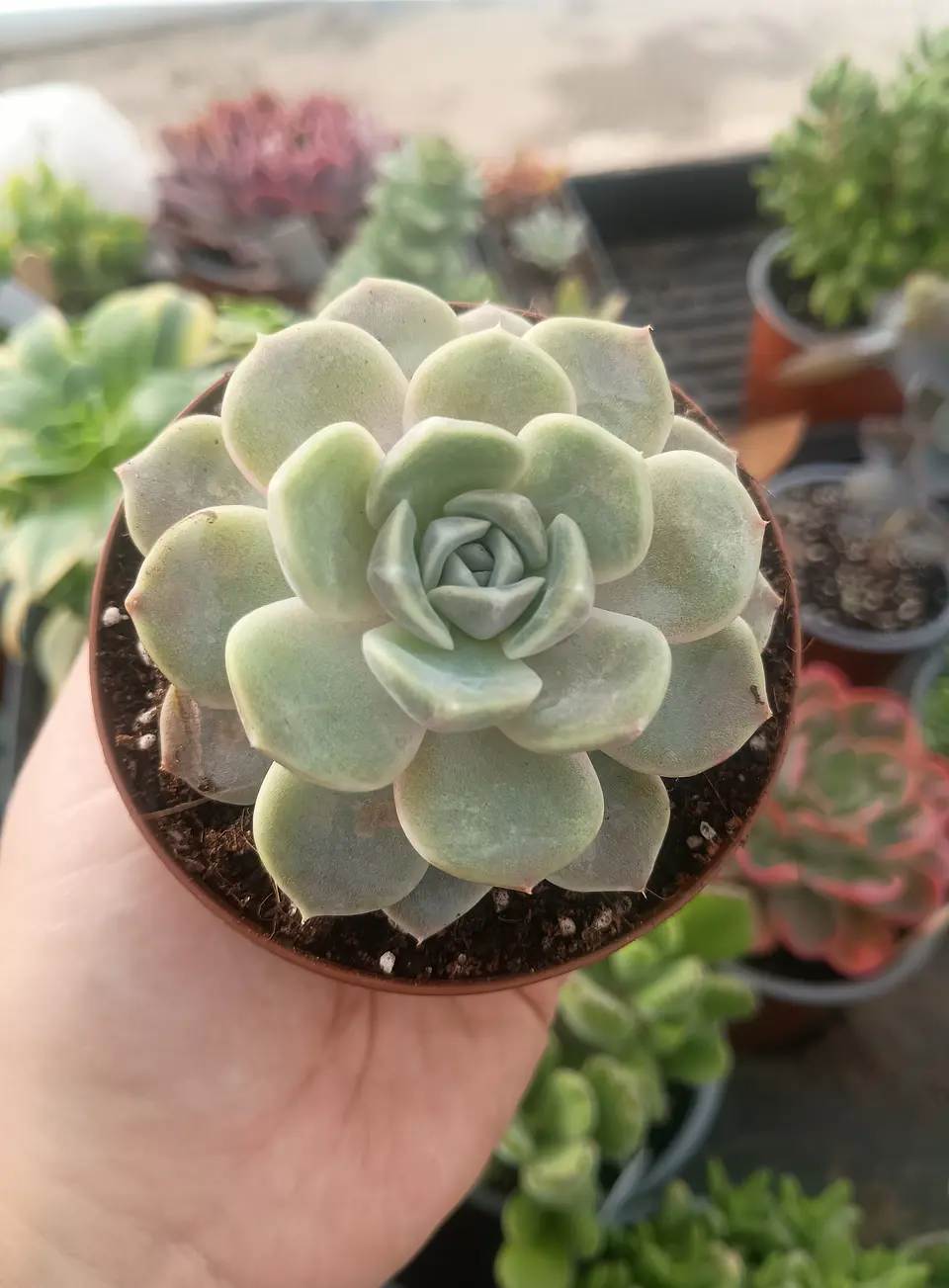Echeveria Tiny Burger 2