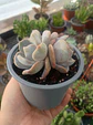 Echeveria Moondust doble - Miniatura 1