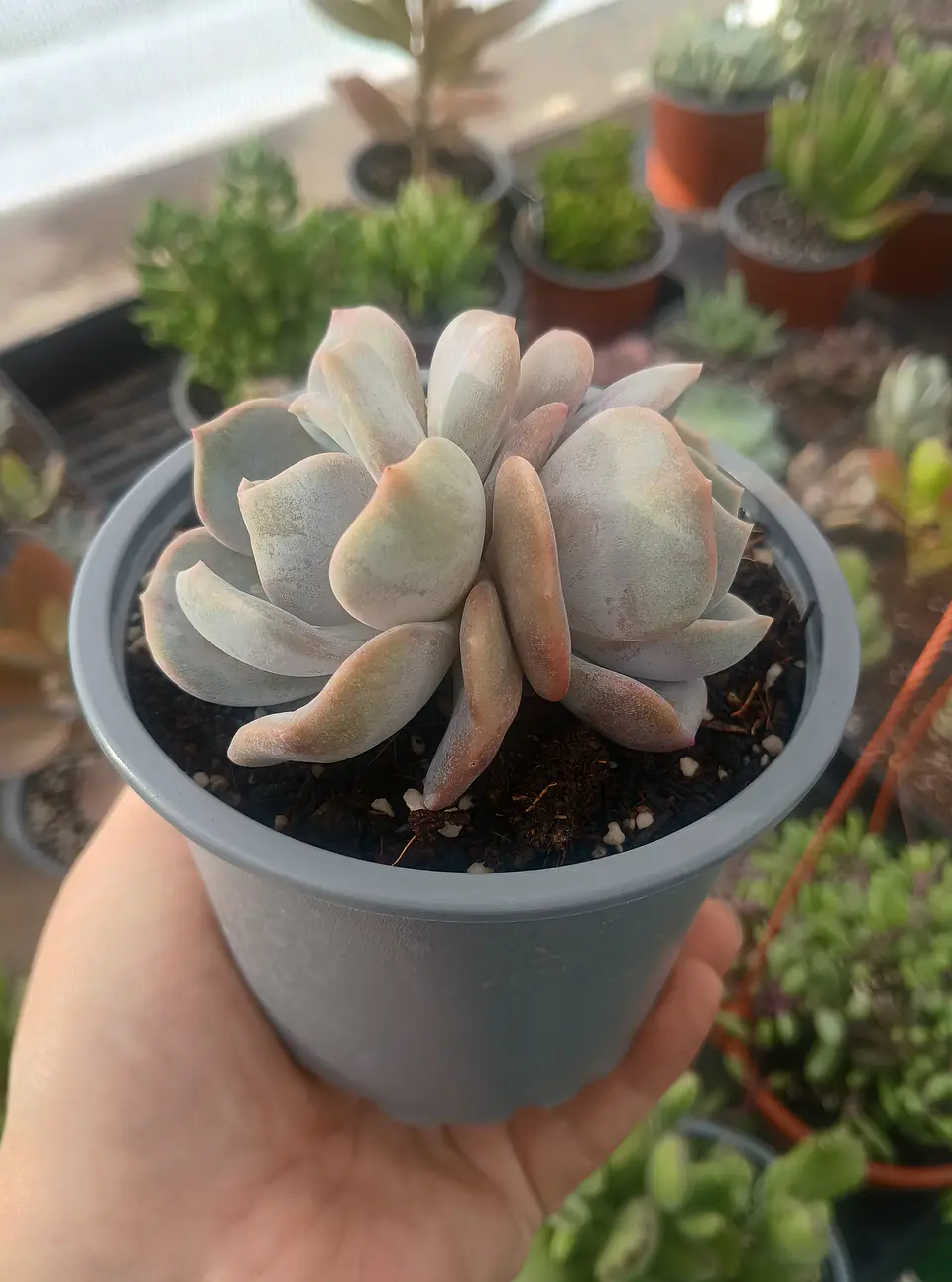 Echeveria Moondust doble 1