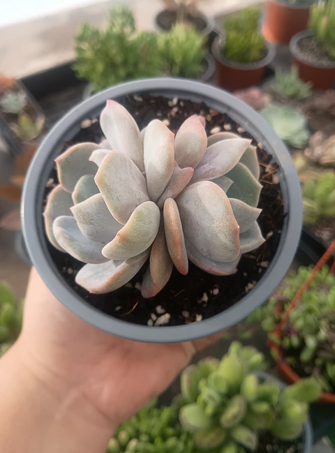 Echeveria Moondust doble