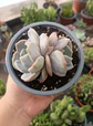 Echeveria Moondust doble - Miniatura 2