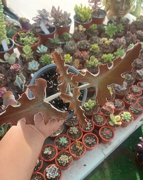 Kalanchoe Beharensis 