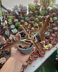 Kalanchoe Beharensis  - Miniatura 2