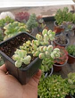 Cotyledon Pendens Variegado - Miniatura 1