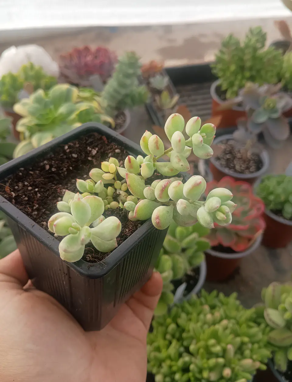 Cotyledon Pendens Variegado 1