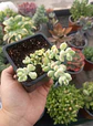 Cotyledon Pendens Variegado - Miniatura 2