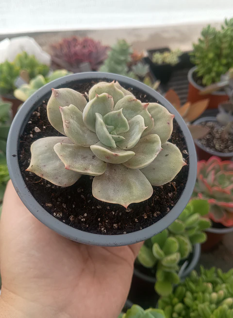 Echeveria Marble