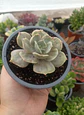 Echeveria Marble - Miniatura 1