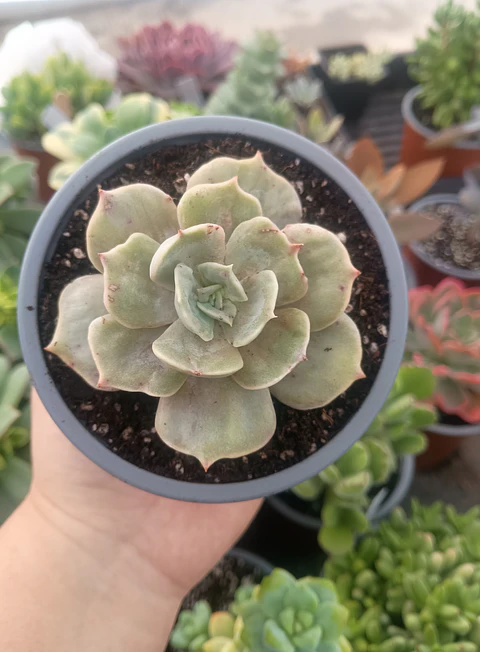 Echeveria Marble