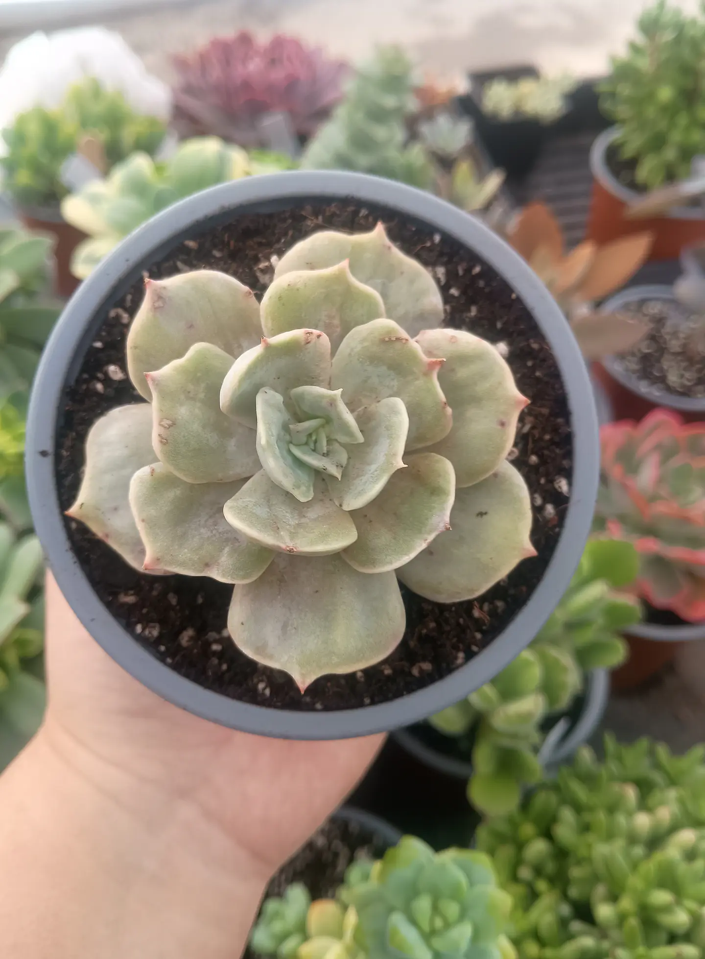 Echeveria Marble 2