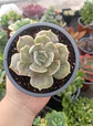 Echeveria Marble - Miniatura 2