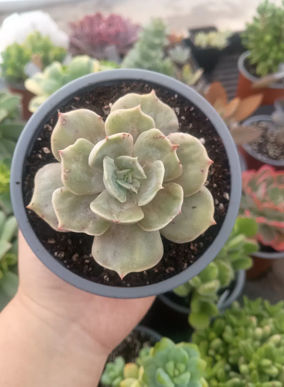 Echeveria Marble 2