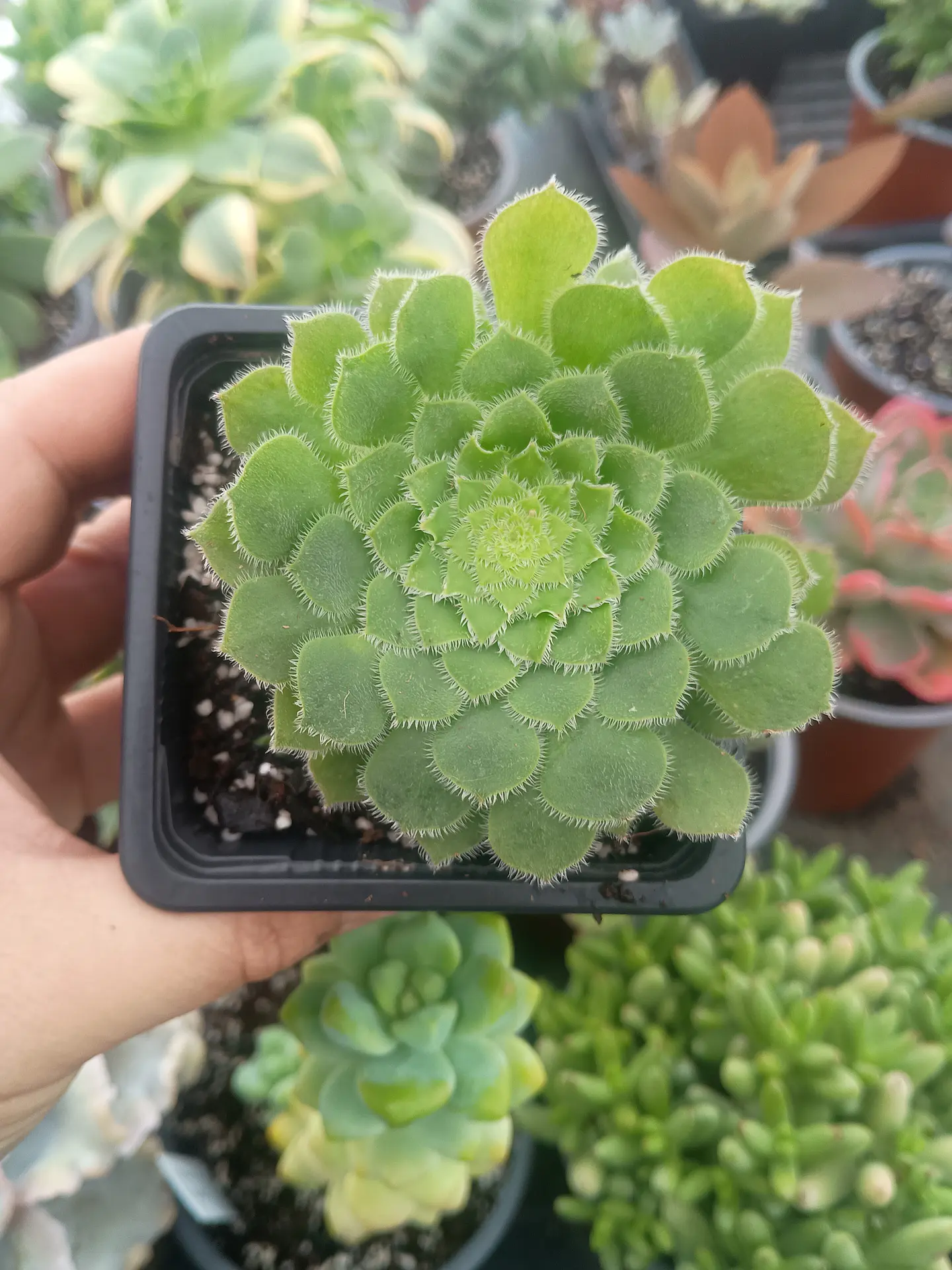 Aeonium tabuliforme 1