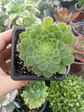 Aeonium tabuliforme - Miniatura 1