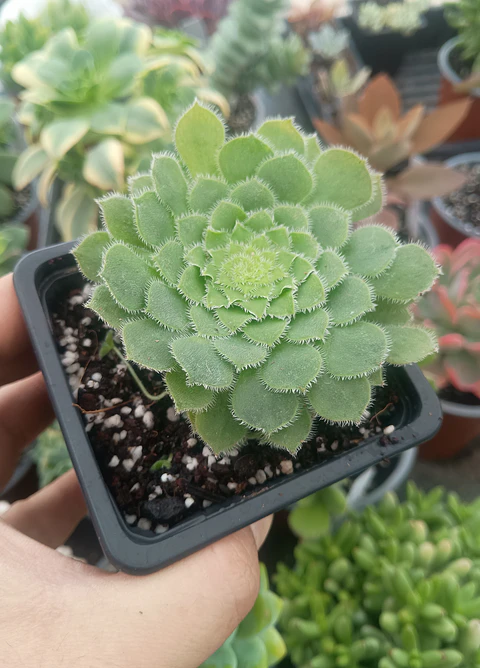 Aeonium tabuliforme
