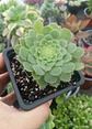 Aeonium tabuliforme - Miniatura 2