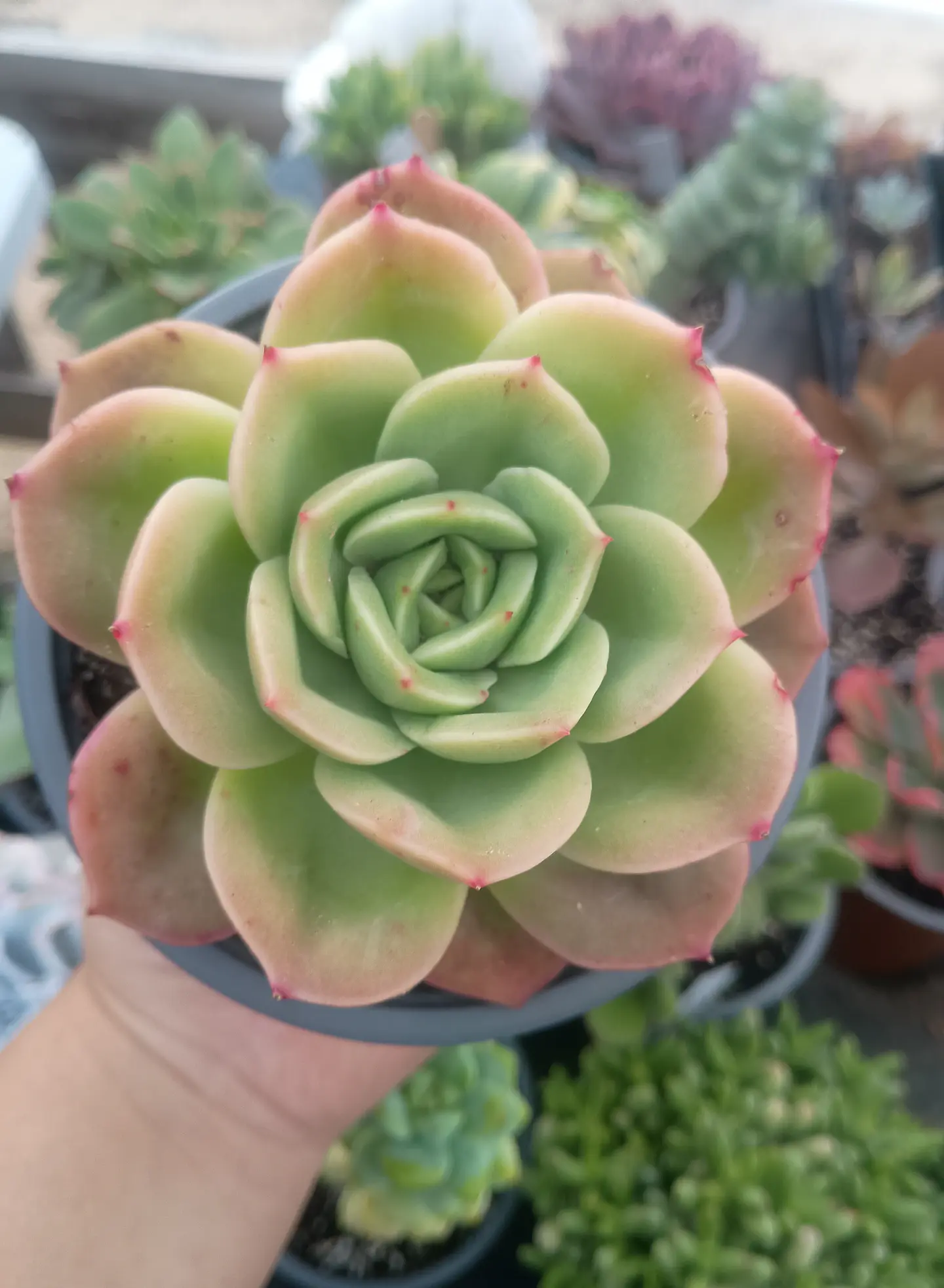 Echeveria Gilva  1