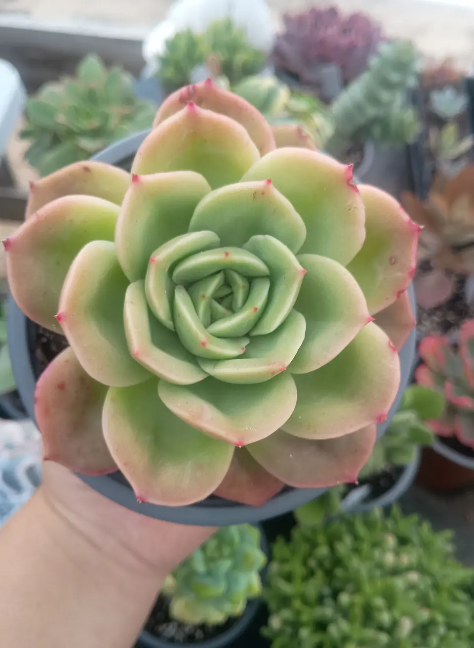 Echeveria Gilva  1