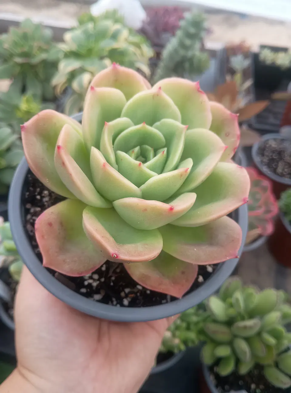 Echeveria Gilva  2