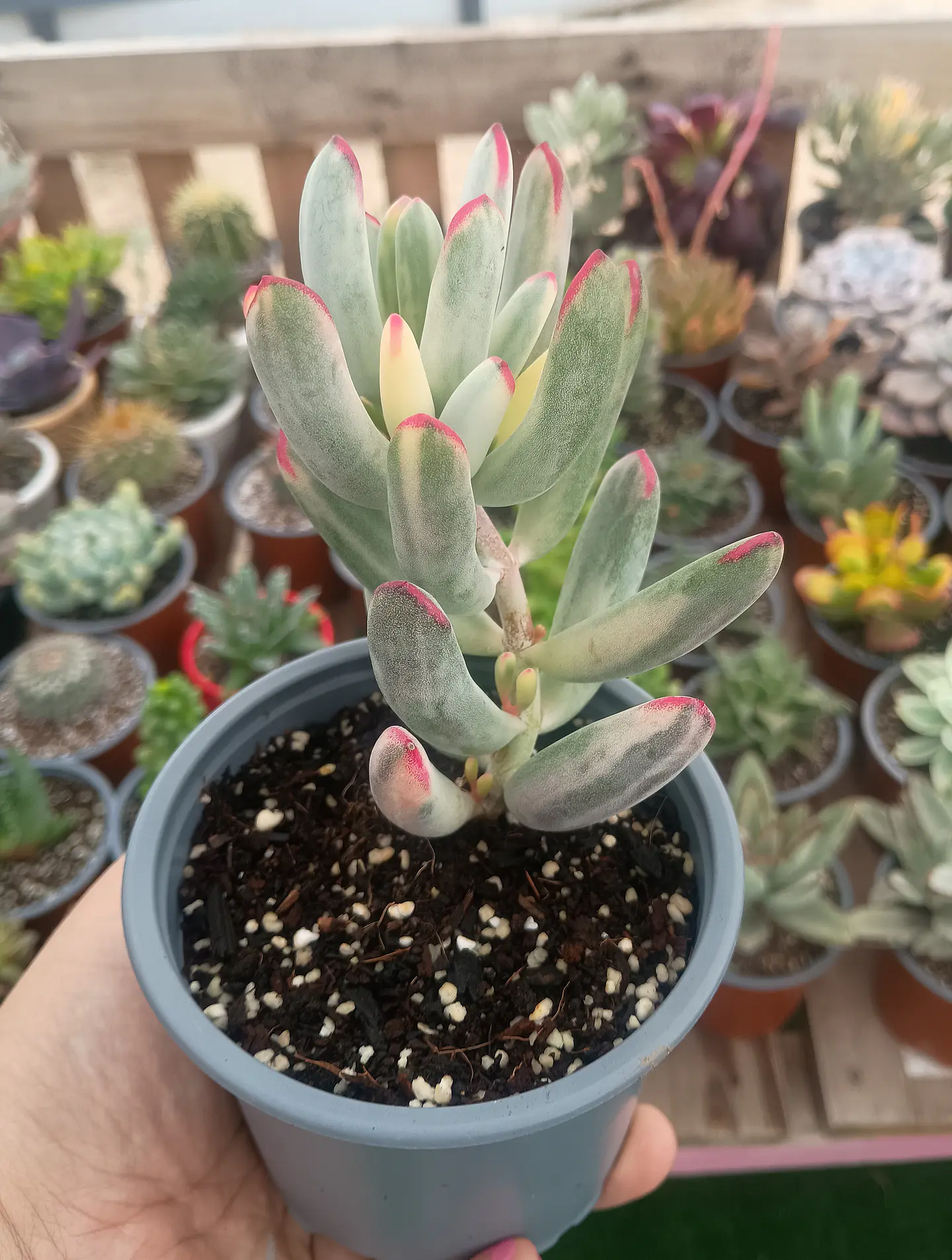 Cotyledon Flanagahnii variegado M 1