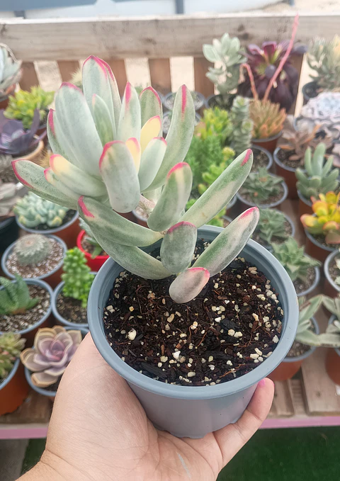 Cotyledon Flanagahnii variegado M