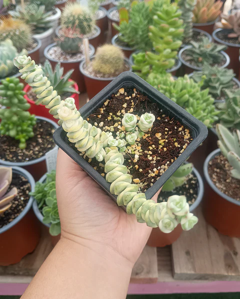 Crassula marneriana Variegada 