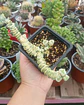 Crassula marneriana Variegada  - Miniatura 1