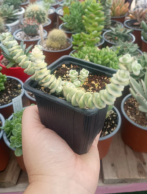 Crassula marneriana Variegada 