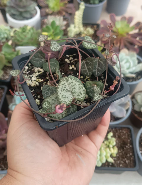 Ceropegia woodii (Collar de corazones)