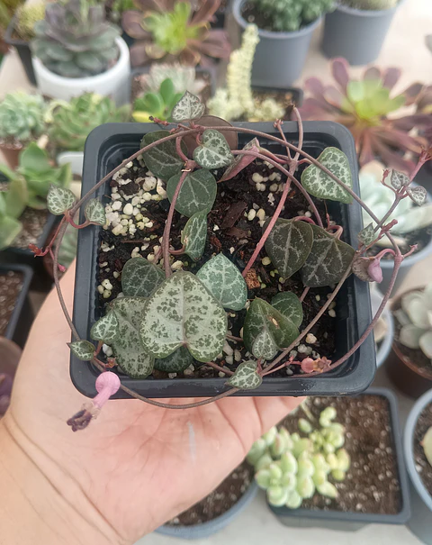 Ceropegia woodii (Collar de corazones)